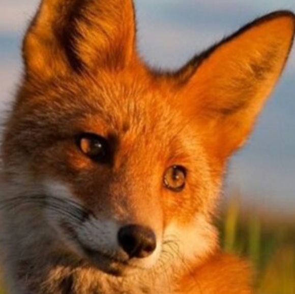 Meet your Posher, Brianna - Picture 1 of 1